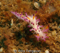 Shaggy Aegires (Aegires villosus) this critter was only a... by Rory Ferguson 